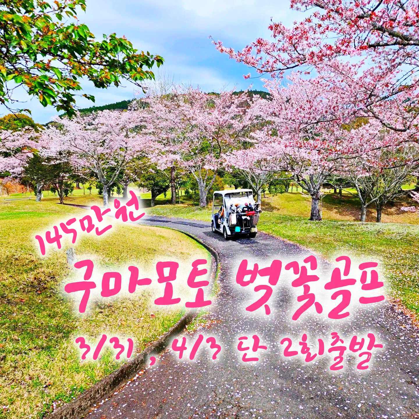 구마모토 벚꽃골프 행사